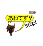 ダックスと黄色い吹き出し（個別スタンプ：7）