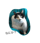 ねこ しゃあ1（個別スタンプ：1）