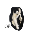 ねこ しゃあ1（個別スタンプ：2）