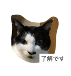 ねこ しゃあ1（個別スタンプ：3）