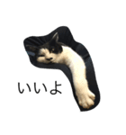 ねこ しゃあ1（個別スタンプ：4）
