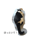 ねこ しゃあ1（個別スタンプ：5）
