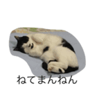 ねこ しゃあ1（個別スタンプ：7）