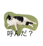 ねこ しゃあ1（個別スタンプ：8）