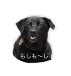 Dog Cafe TAMURA マウイ（個別スタンプ：1）