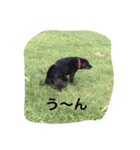 Dog Cafe TAMURA マウイ（個別スタンプ：4）