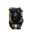 Dog Cafe TAMURA マウイ（個別スタンプ：8）