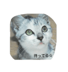 ニャスタンプ（個別スタンプ：6）