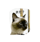 ニャスタンプ（個別スタンプ：8）