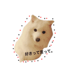 みんな大好きスピッツのぱーちゃん（個別スタンプ：2）