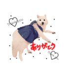 みんな大好きスピッツのぱーちゃん（個別スタンプ：3）