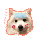みんな大好きスピッツのぱーちゃん（個別スタンプ：14）