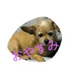 犬2（個別スタンプ：6）