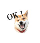 柴犬こてつ（個別スタンプ：1）