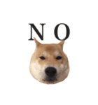 柴犬こてつ（個別スタンプ：2）