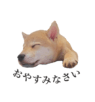 柴犬こてつ（個別スタンプ：5）