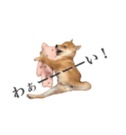 柴犬こてつ（個別スタンプ：6）