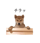 柴犬こてつ（個別スタンプ：7）