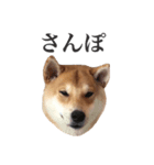 柴犬こてつ（個別スタンプ：8）