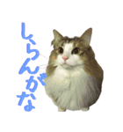 みりんとかりん ver.2（個別スタンプ：10）