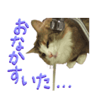 みりんとかりん ver.2（個別スタンプ：11）