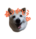 お嬢犬（個別スタンプ：1）