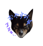 お嬢犬（個別スタンプ：2）