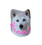 お嬢犬（個別スタンプ：3）