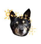 お嬢犬（個別スタンプ：4）