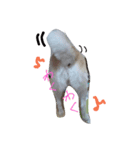 お嬢犬（個別スタンプ：6）