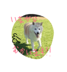 お嬢犬（個別スタンプ：7）