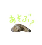 こんにちは、なるとです！3(子猫多め)（個別スタンプ：13）