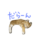 こんにちは、なるとです！3(子猫多め)（個別スタンプ：30）