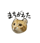 こんにちは、なるとです！3(子猫多め)（個別スタンプ：31）