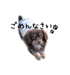 RURUKOKO（個別スタンプ：2）
