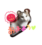 アメリカンカールのジルくん（個別スタンプ：5）