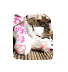 アメリカンカールのジルくん（個別スタンプ：6）