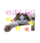 アメリカンカールのジルくん（個別スタンプ：7）