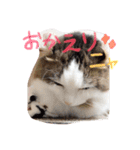 アメリカンカールのジルくん（個別スタンプ：8）