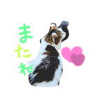 アメリカンカールのジルくん（個別スタンプ：9）