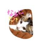 アメリカンカールのジルくん（個別スタンプ：10）