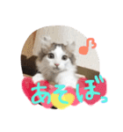 アメリカンカールのジルくん（個別スタンプ：11）