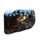 アメリカンカールのジルくん（個別スタンプ：22）