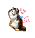 アメリカンカールのジルくん（個別スタンプ：24）