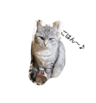 ねこねこねこ！（個別スタンプ：4）