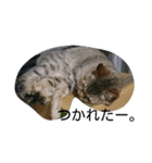 ねこねこねこ！（個別スタンプ：5）
