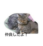 ねこねこねこ！（個別スタンプ：6）