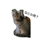 ねこねこねこ！（個別スタンプ：7）