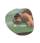 ポポとムー（個別スタンプ：3）
