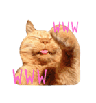 ちゃとらねこ（個別スタンプ：1）